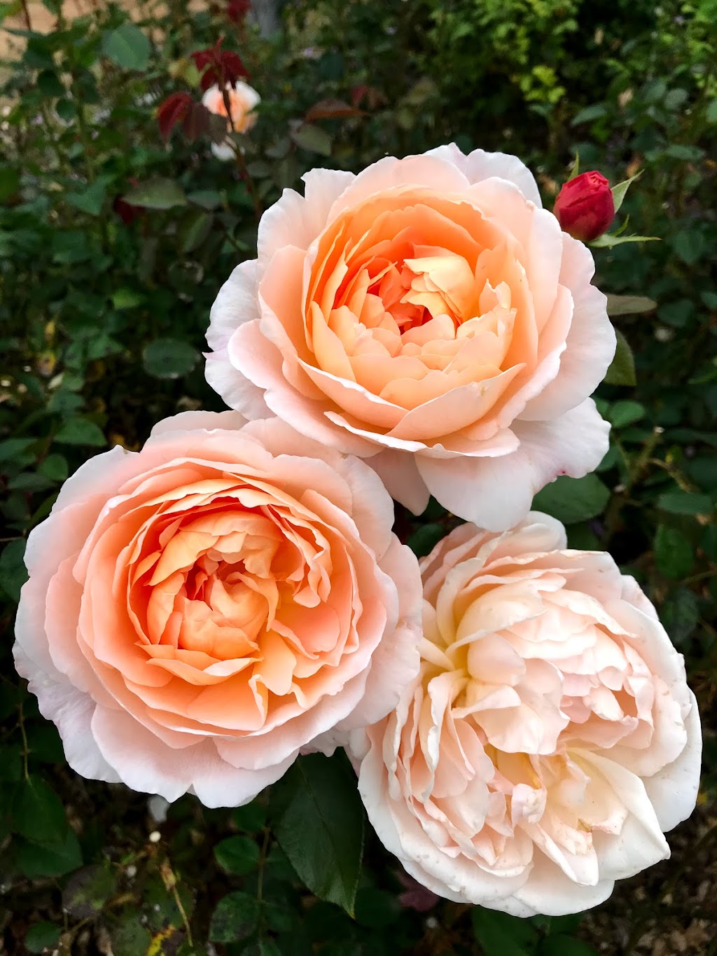 Melvilles Rose n Garden | 105 Tanner Rd, Carmel WA 6076, Australia | Phone: 0419 964 819