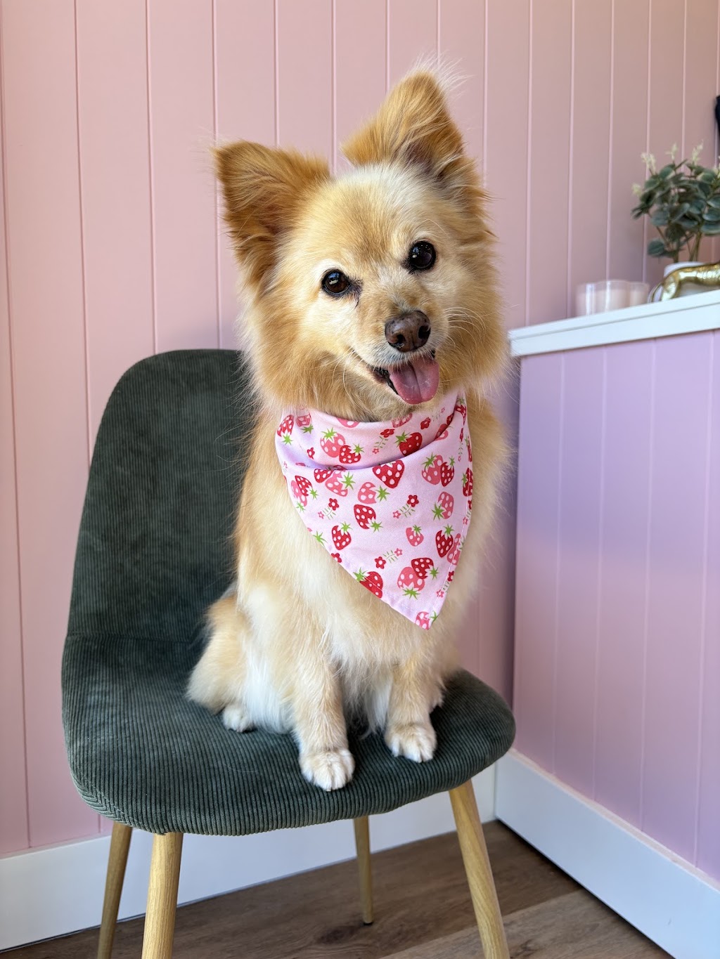 Puppy Love Dog Grooming | 15 Honeybee Cres, Calderwood NSW 2527, Australia | Phone: 0468 921 883