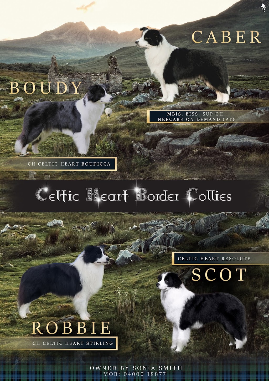 Celtic Heart Border Collies | 38 Nestle Ln, Toogoolawah QLD 4313, Australia | Phone: 0400 018 877