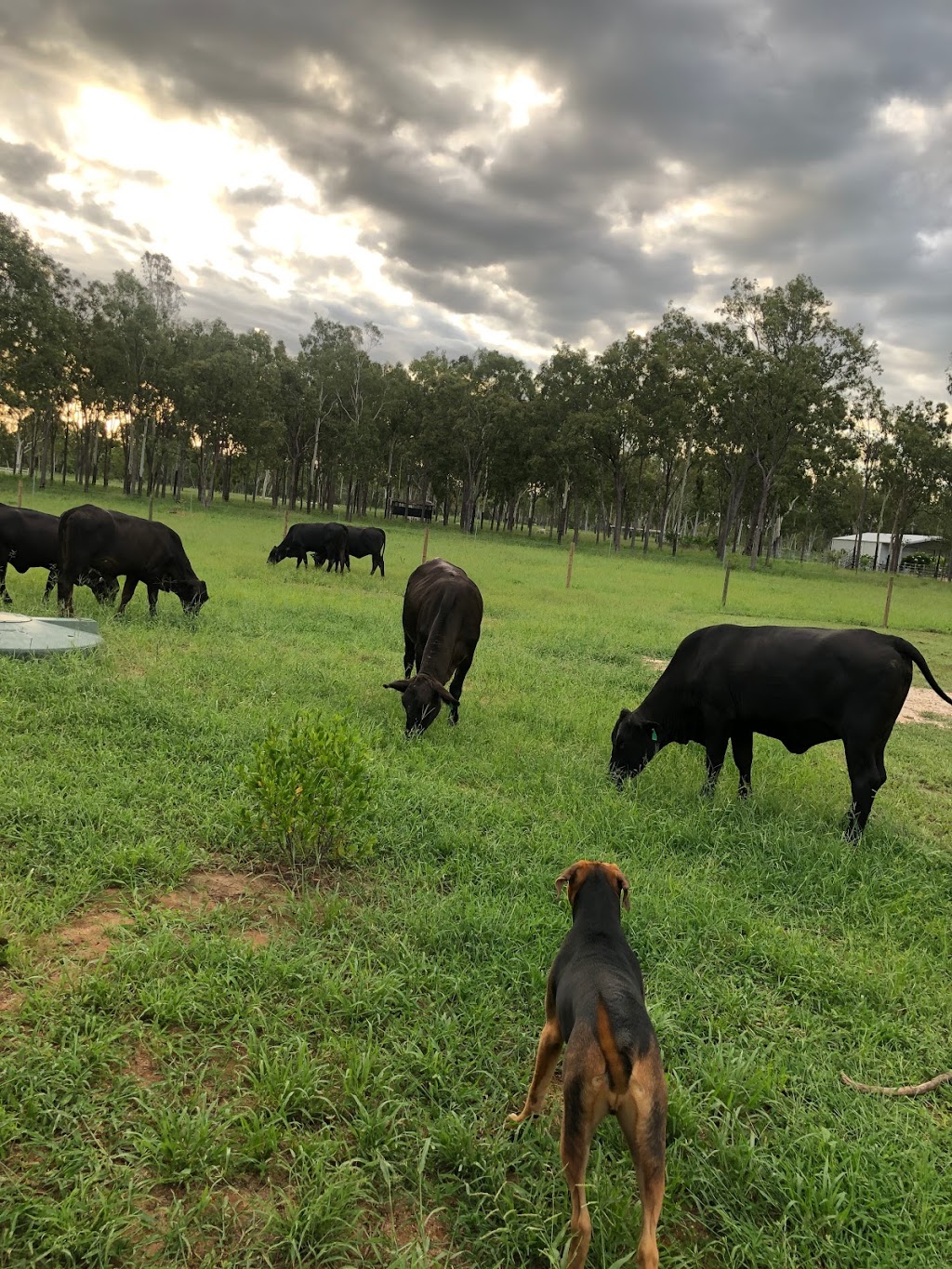 Weeks Cattle Co | 1992 Woodstock Giru Rd, Majors Creek QLD 4816, Australia | Phone: 0401 883 389