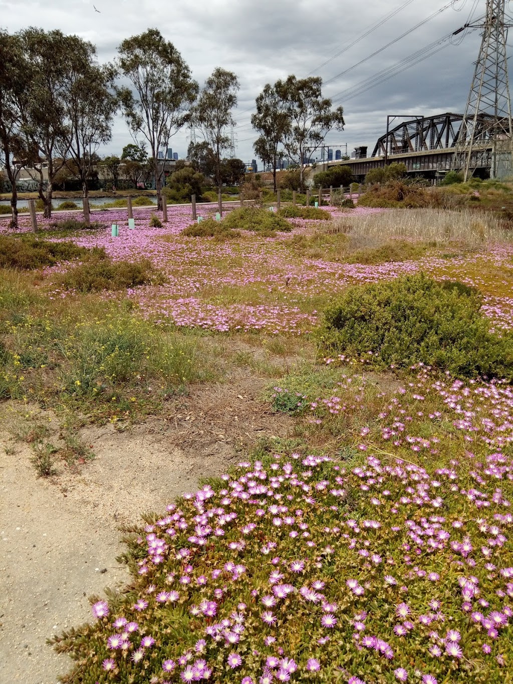 Newells Paddock Wetlands Reserve | park | Footscray VIC 3011, Australia