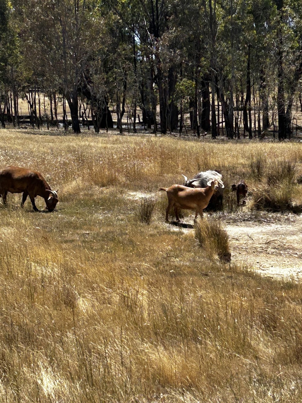 agriguard ptyltd | Sugarloaf Creek Rd, Sugarloaf Creek VIC 3658, Australia | Phone: 0490 372 162