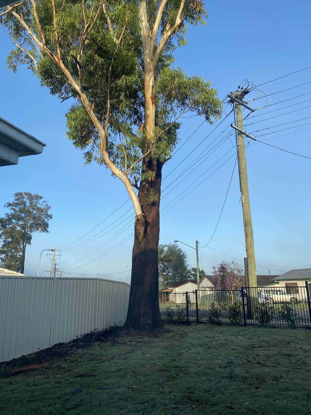 Seascape Vegetation Tree Services | 4 Coorella Cct, Port Macquarie NSW 2444, Australia | Phone: 0413 210 483