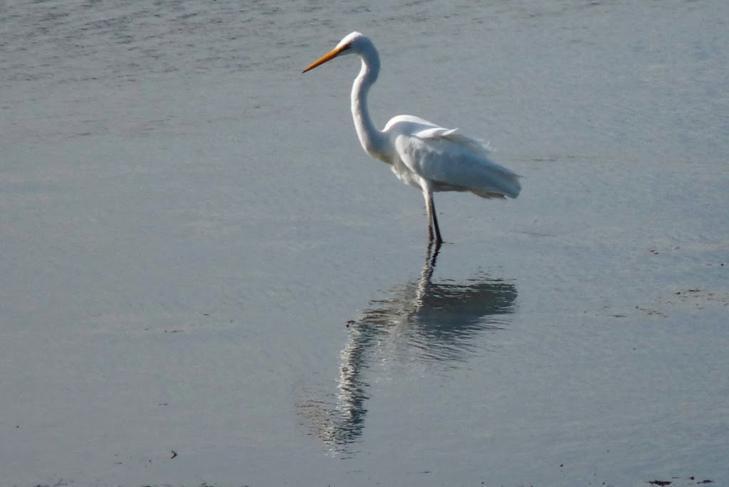 Limeburners Lagoon State Nature Reserve | 150/200 Foreshore Rd, Corio VIC 3214, Australia