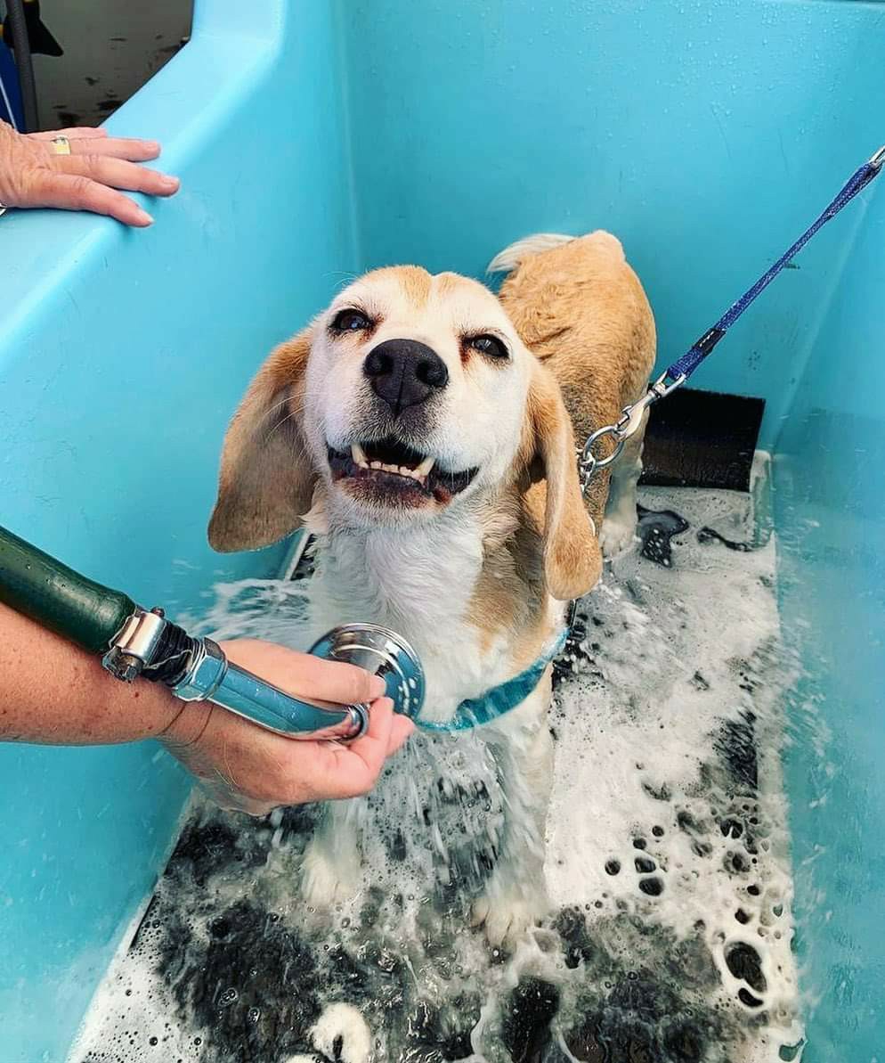 Aussie Pooch Mobile Dog Wash and Grooming Caversham | 54 Papago Loop, Brabham WA 6055, Australia | Phone: 1300 369 369