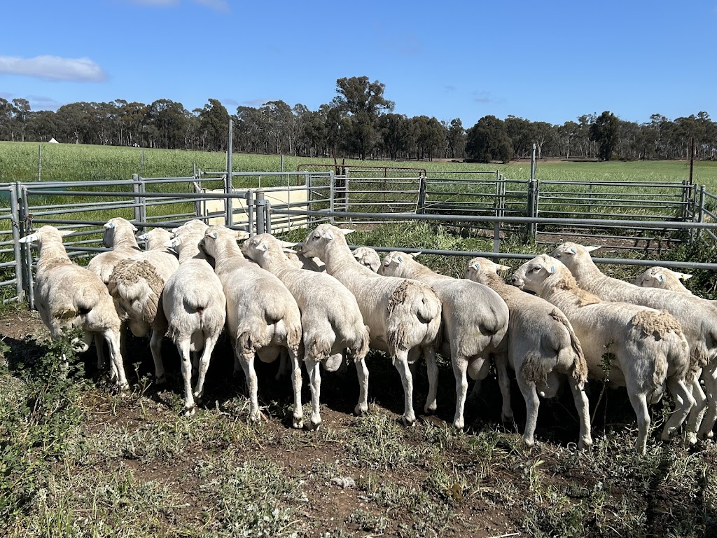 Jackmar Ultra white and Australian white sheep stud | 206 Old Avoca Rd, Maryborough VIC 3465, Australia | Phone: 0429 335 649