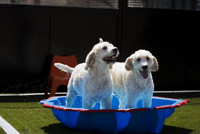 We Love Dogs Kennel Resort | 60 Smiths Ln, Pearcedale VIC 3912, Australia | Phone: (03) 5978 5831