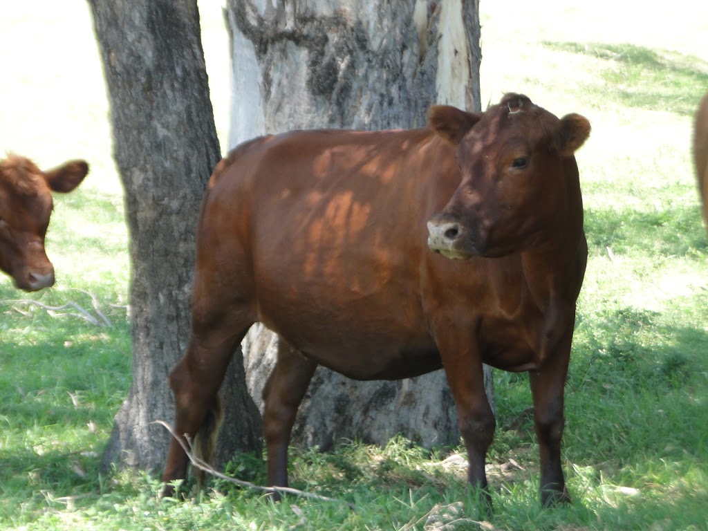 Mayo Livestock | food | 3572 Riverton Rd, Watsons Crossing QLD 4385, Australia | 0746535127 OR +61 7 4653 5127