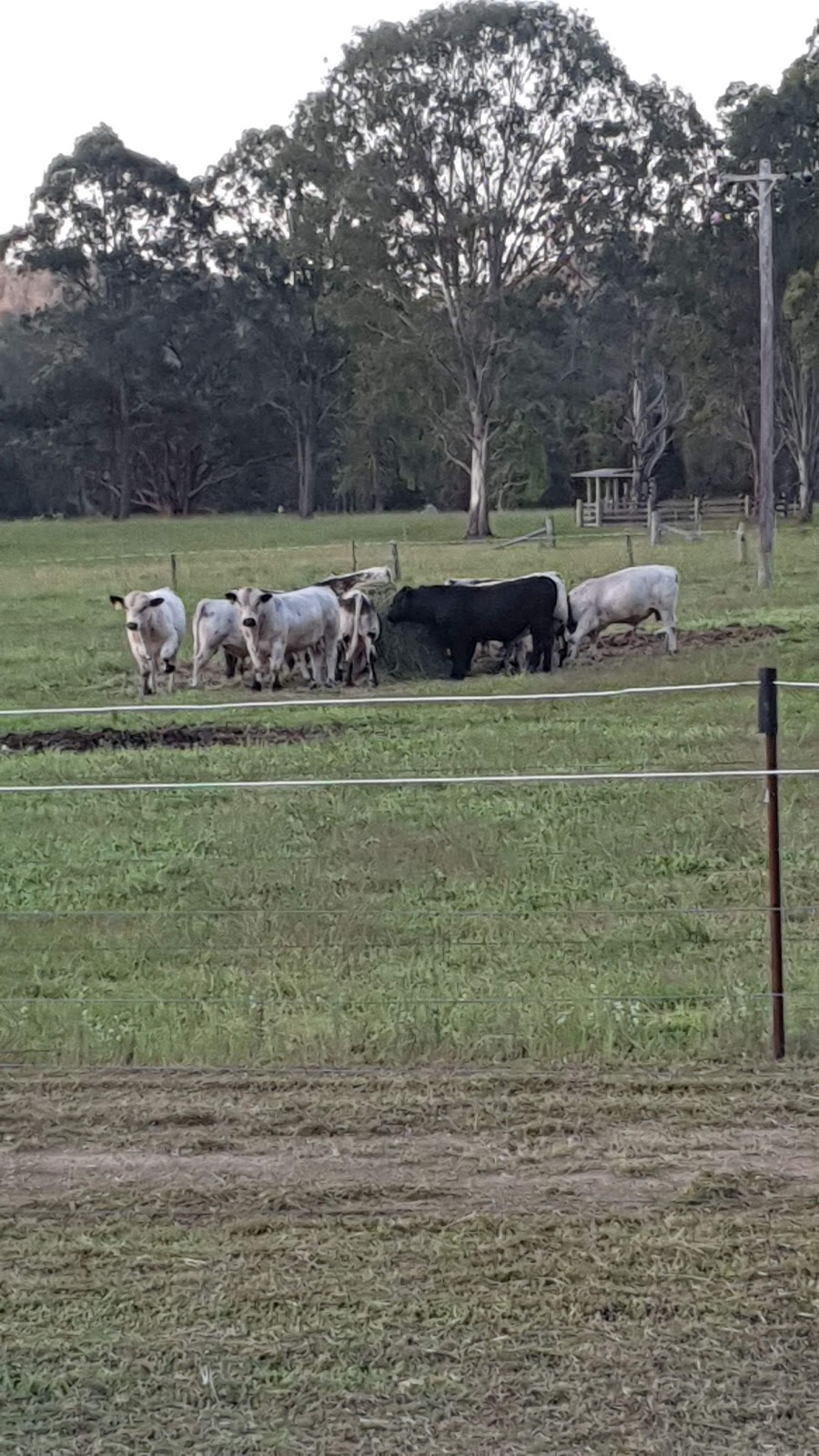 BigWig speckle park stud farm |  | 215 Careys Rd, Hillville NSW 2430, Australia | 0404077097 OR +61 404 077 097