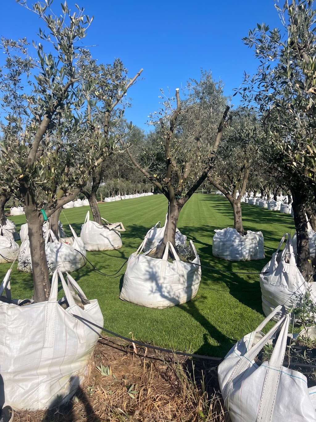 Pip and Olive - Olive Grove | 38 Cross Rd, Devon Meadows VIC 3977, Australia | Phone: 0419 560 971