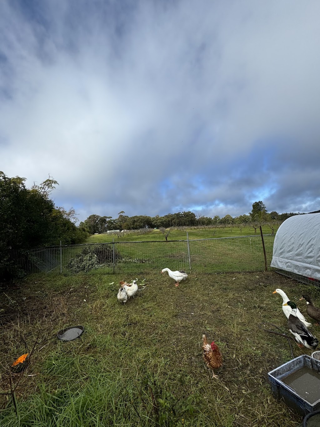 Sanctuary Organic Farm | 140 Niclins Rd, Mangrove Mountain NSW 2250, Australia | Phone: 0478 471 919