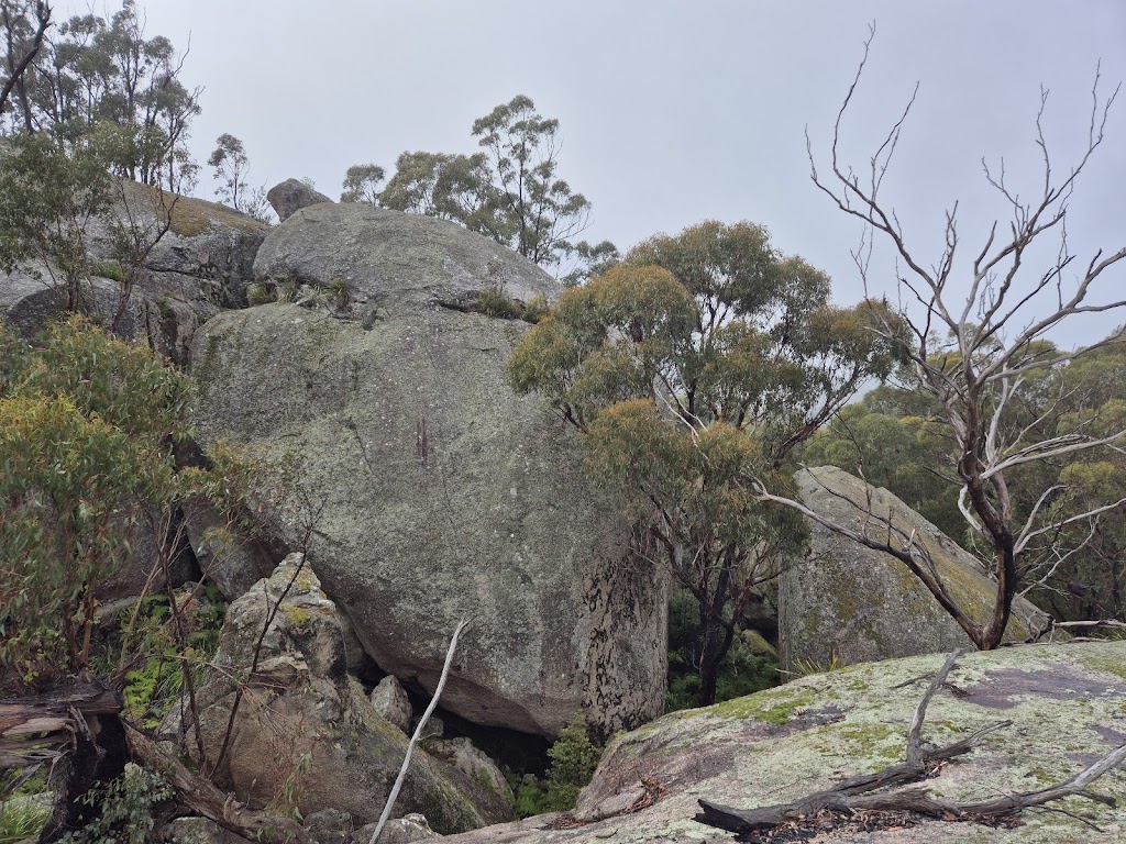 Quoll Headquarters | 662 Talmoi Rd, Boonoo Boonoo NSW 2372, Australia | Phone: 0407 290 971