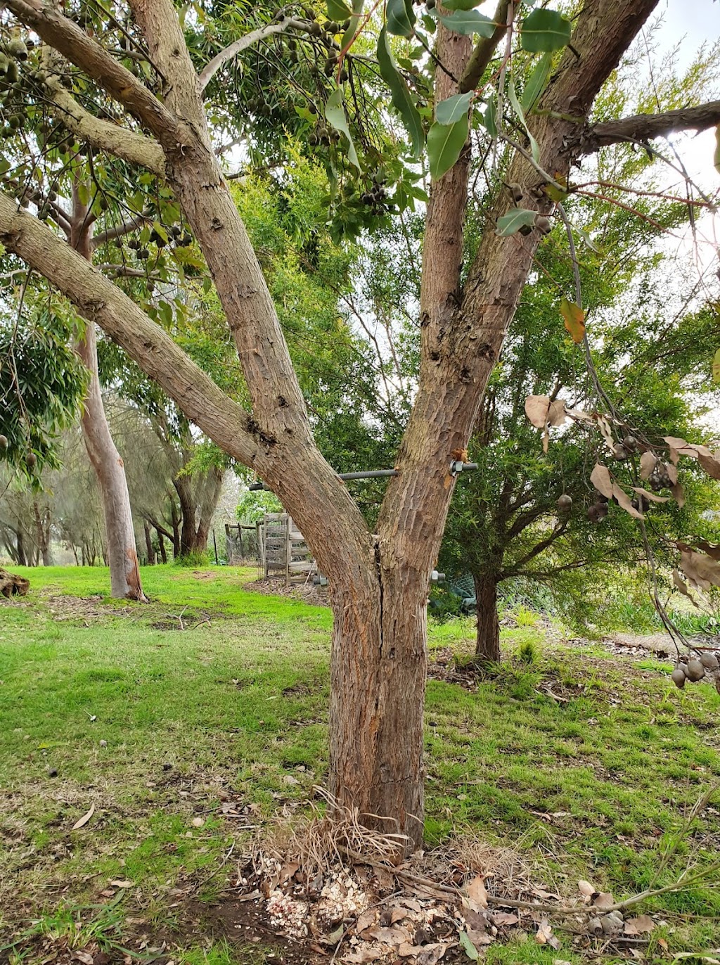 Colac Trees |  | 54 Pyles Rd, Irrewarra VIC 3249, Australia | 0488553650 OR +61 488 553 650