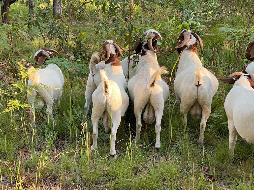 Livielia Boers Goat Stud |  | 1800 Noosa Rd, Traveston QLD 4570, Australia | 0407713202 OR +61 407 713 202