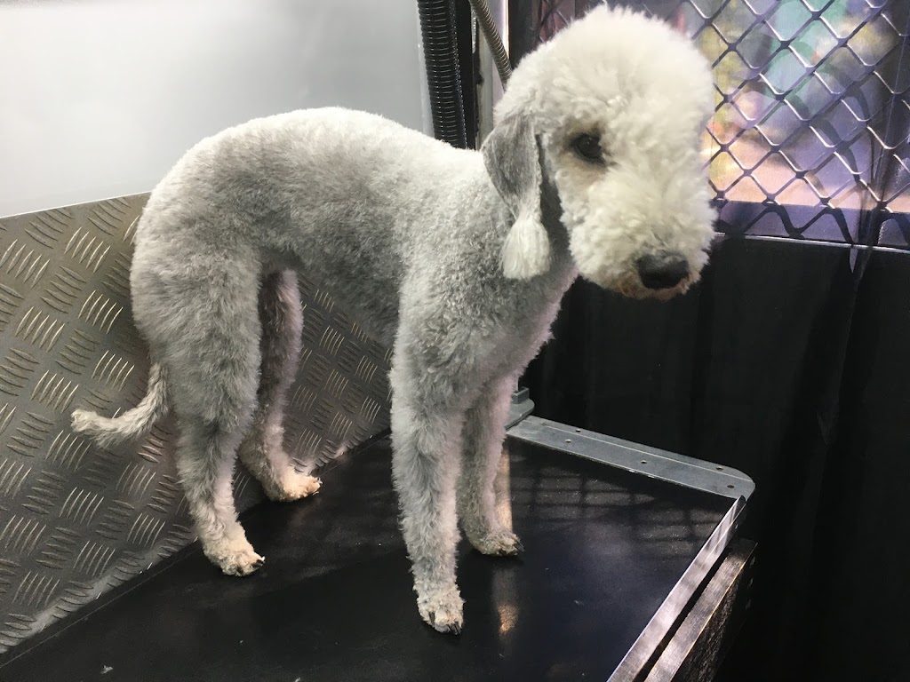 Even the Dog Grooming | 15-17 Maine Terrace, Deception Bay QLD 4508, Australia | Phone: 0455 105 629