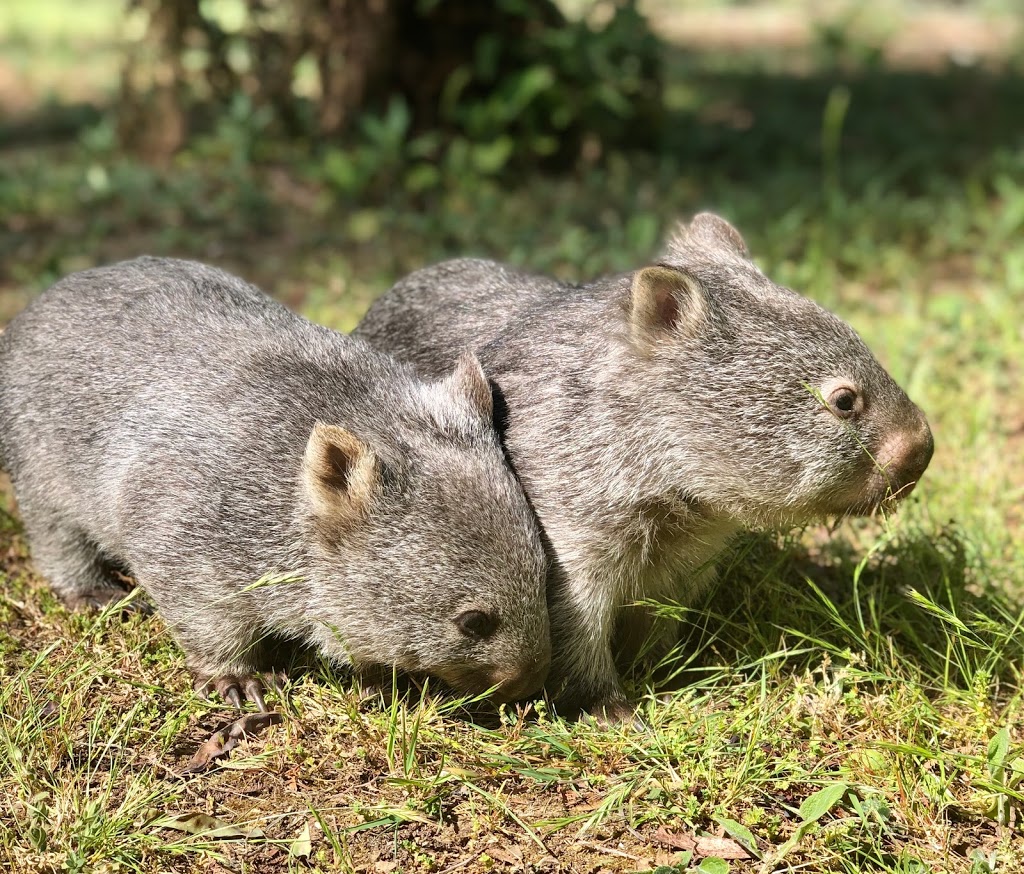 Wings Wildlife Park | zoo | 137 Winduss Rd, Gunns Plains TAS 7315, Australia | 0364291151 OR +61 3 6429 1151