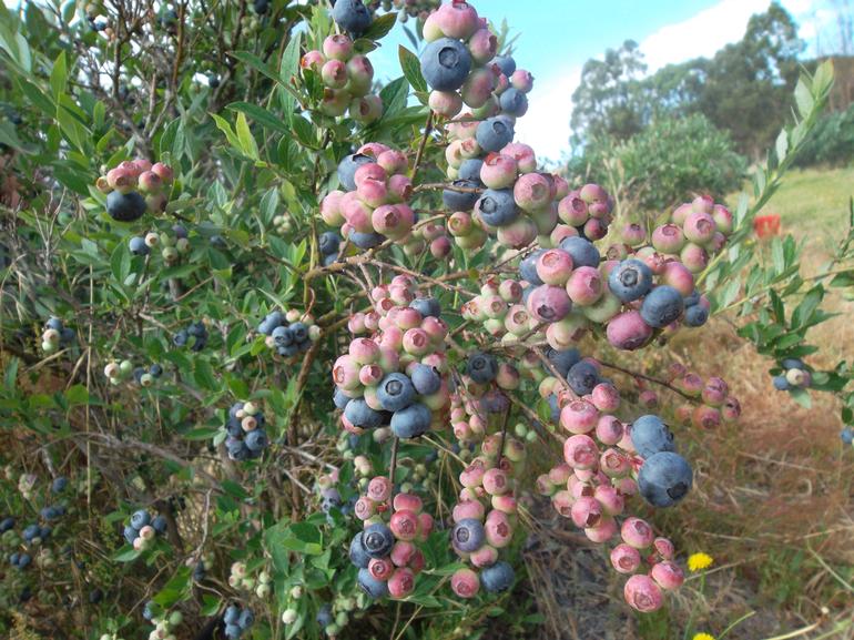 Collie Blueberry Farm | 52 Cherry St, Cardiff WA 6225, Australia | Phone: (08) 9734 4538