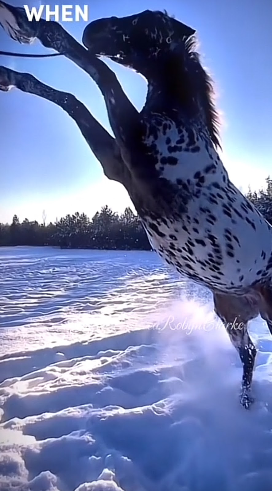 Exhibition Equestrian Centre | 461 Rosewood Laidley Rd, Lanefield QLD 4340, Australia | Phone: 0481 725 789