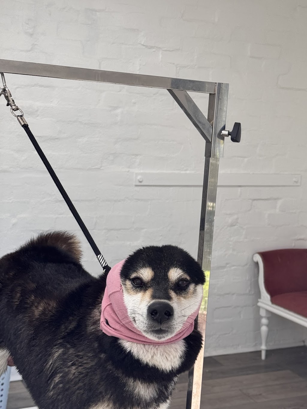 Rambos Pet Grooming | 6 Rae St, Bentleigh East VIC 3165, Australia | Phone: 0468 406 887