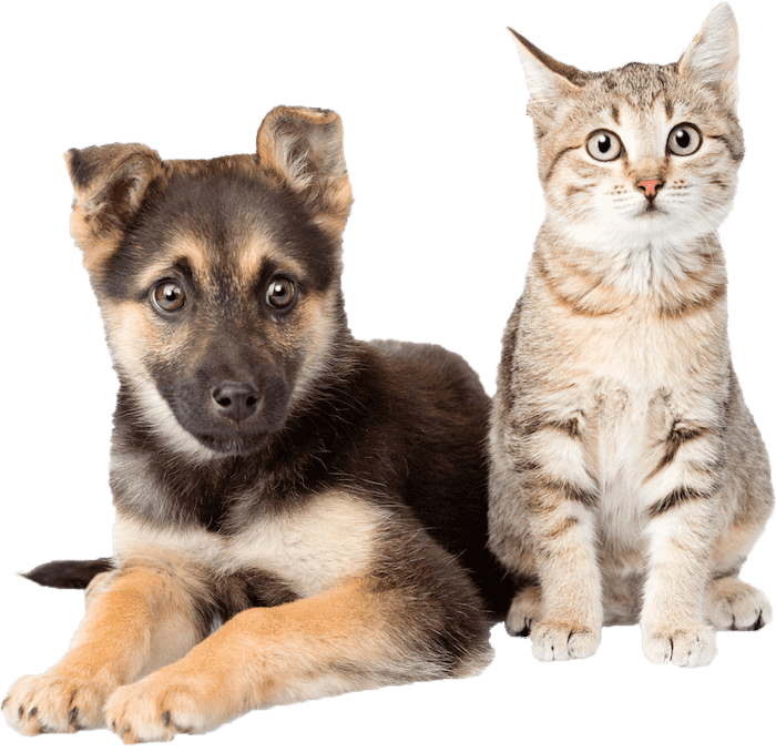 Mt Gravatt Veterinary Clinic | 181 Ham Rd, Wishart QLD 4122, Australia | Phone: (07) 3349 9033