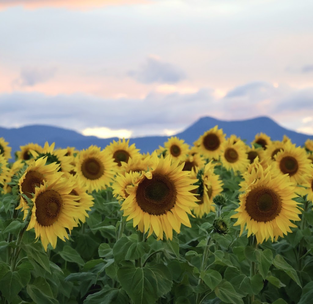 Sunflowers On Kents | 10 Kents Lagoon Rd, Kalbar QLD 4309, Australia | Phone: 0408 789 459