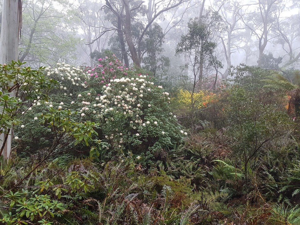 The Campbell Rhododendron Garden | park | Bacchante St, Blackheath NSW 2785, Australia