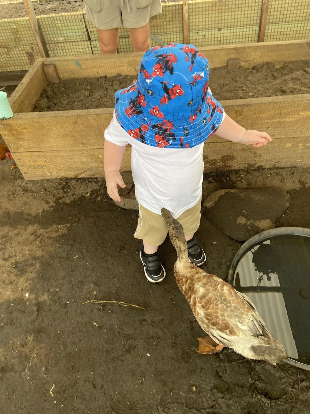 Calm The Farm Albion Park | 83 East West Link, Croom NSW 2527, Australia | Phone: 0402 241 933