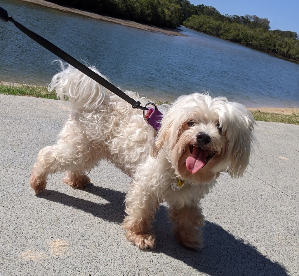 Adrians Dog Walking | 15 Highgate Ln, Robina QLD 4226, Australia | Phone: 0451 633 308