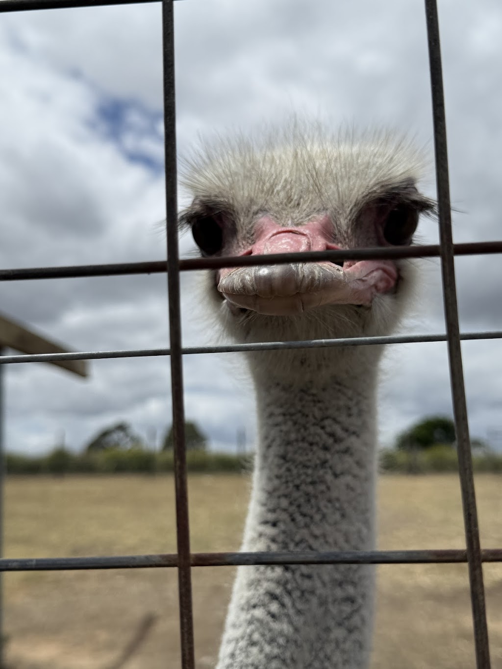 Pokolbin Market | 691 Hermitage Rd, Pokolbin NSW 2320, Australia | Phone: 0413 545 182