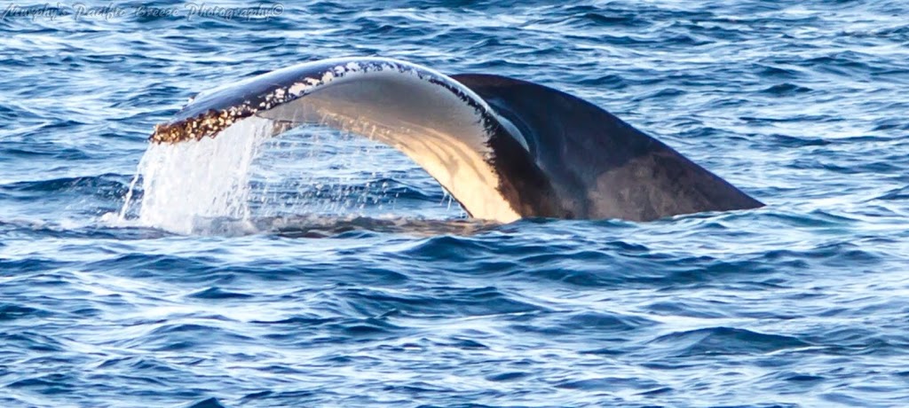 Bundaberg Whale Watching | Burnett Heads QLD 4670, Australia | Phone: 1800 399 942