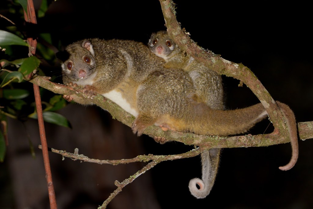 Eyes on Wildlife Birding & Wildlife Tours - Atherton - Australia | 2 Jessop Rd, Atherton QLD 4883, Australia | Phone: 0439 817 214