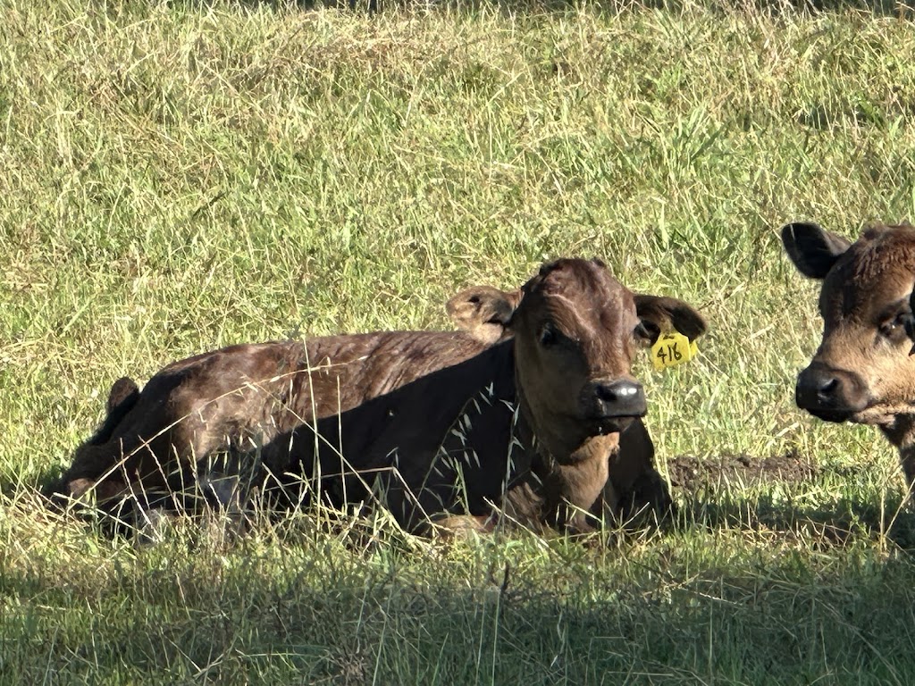 Nepean River Trail Camden (Not Camden Bike Track) | 42 Exeter St, Camden NSW 2570, Australia | Phone: (02) 4654 7829