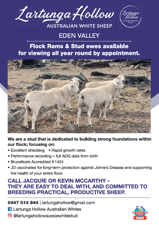 Lartunga Hollow Australian White Sheep Stud | 181 Moss Smith Rd, Eden Valley SA 5235, Australia | Phone: 0447 014 944