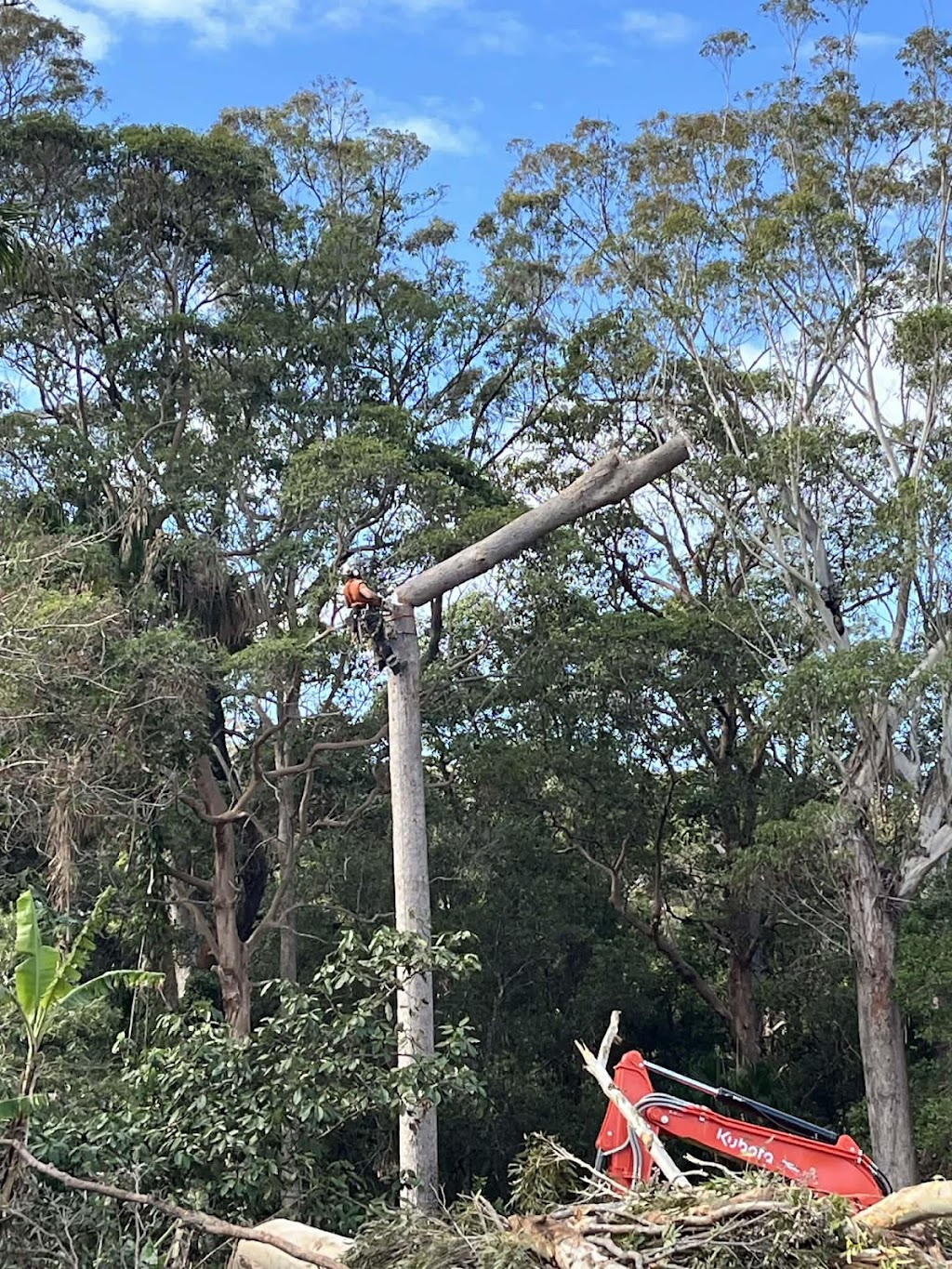 Rudy’s trees services | 18 Mill St, Krambach NSW 2429, Australia | Phone: 0403 641 599