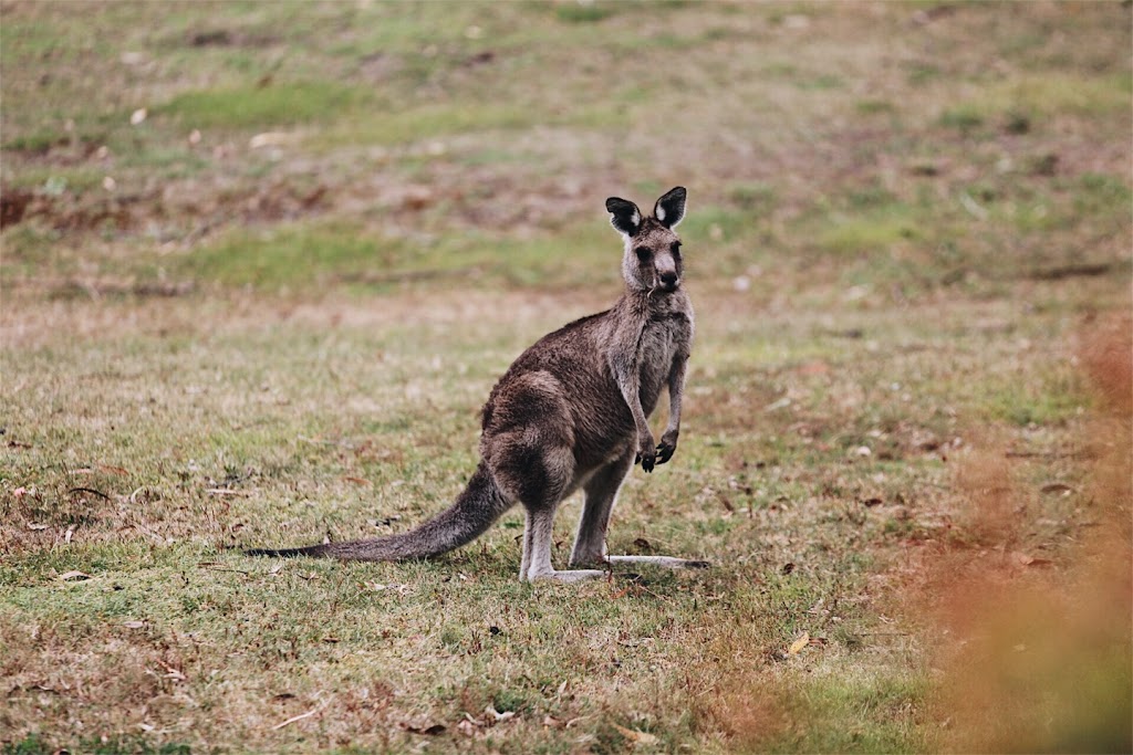 Wonboyn Cabins & Caravan Park | rv park | 18-24 Wonboyn Rd, Wonboyn NSW 2551, Australia | 0264969131 OR +61 2 6496 9131