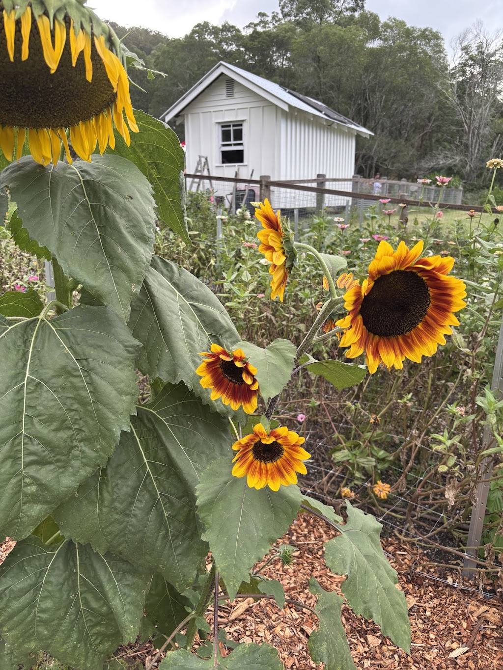 Macadamia floral farm | 52 Macadamia Dr, Laceys Creek QLD 4521, Australia | Phone: 0414 994 446