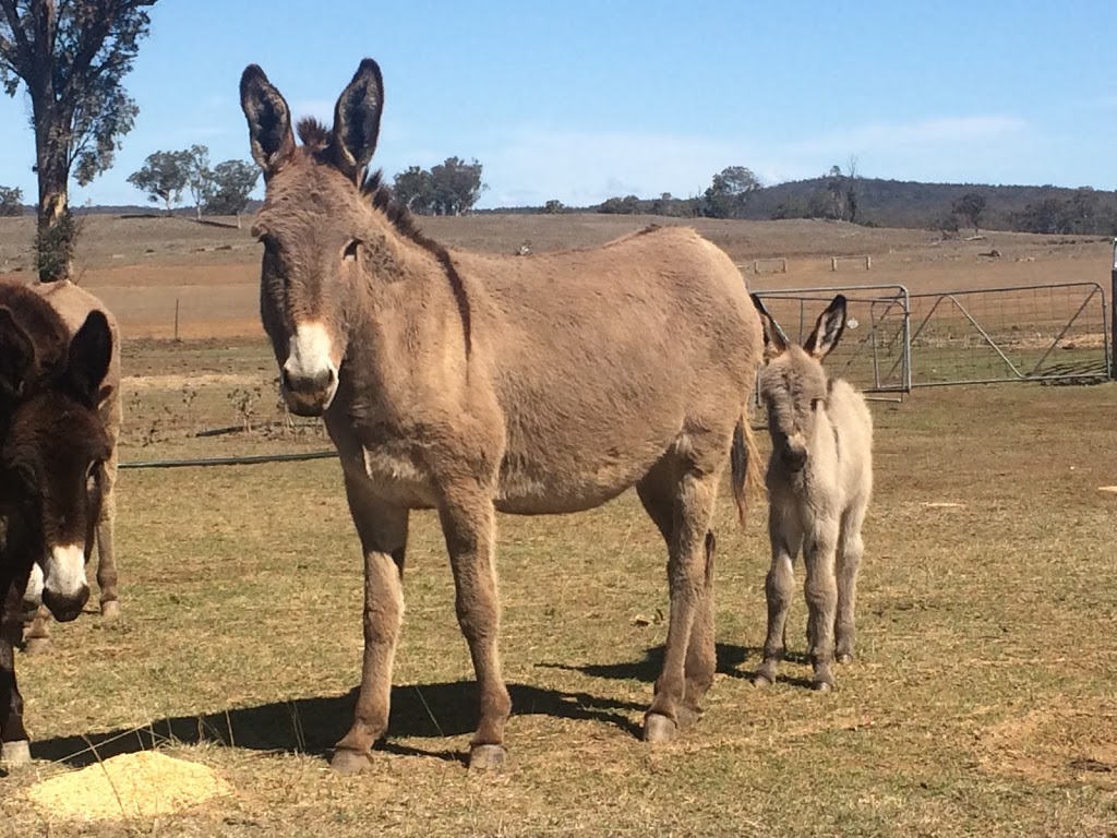 "Crowie" - Munmurra Angus | 1320 Durridgerie Rd, Turill NSW 2850, Australia | Phone: 0417 322 436