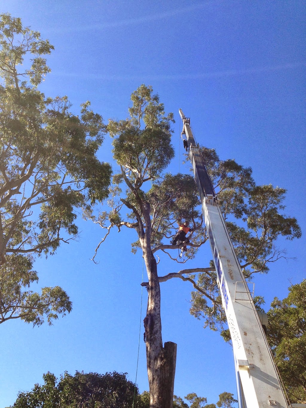 Ultimate Tree Care | 74 Bottlebrush Dr, Glenning Valley NSW 2261, Australia | Phone: 1800 883 572