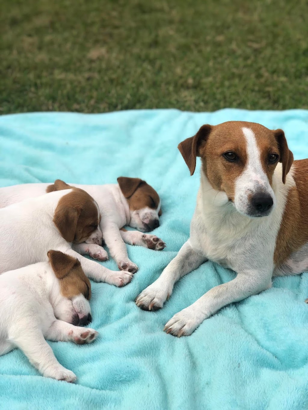 Trained Jack Rusell Terrier Pups | Kodi Cl, Old Bar NSW 2430, Australia | Phone: 0489 995 807