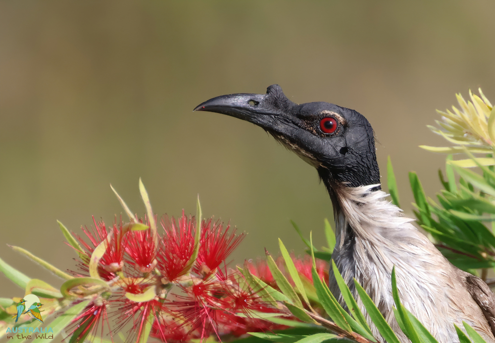 Australia in the Wild | 131a Strong Rd, Dayboro QLD 4521, Australia | Phone: 0484 692 273