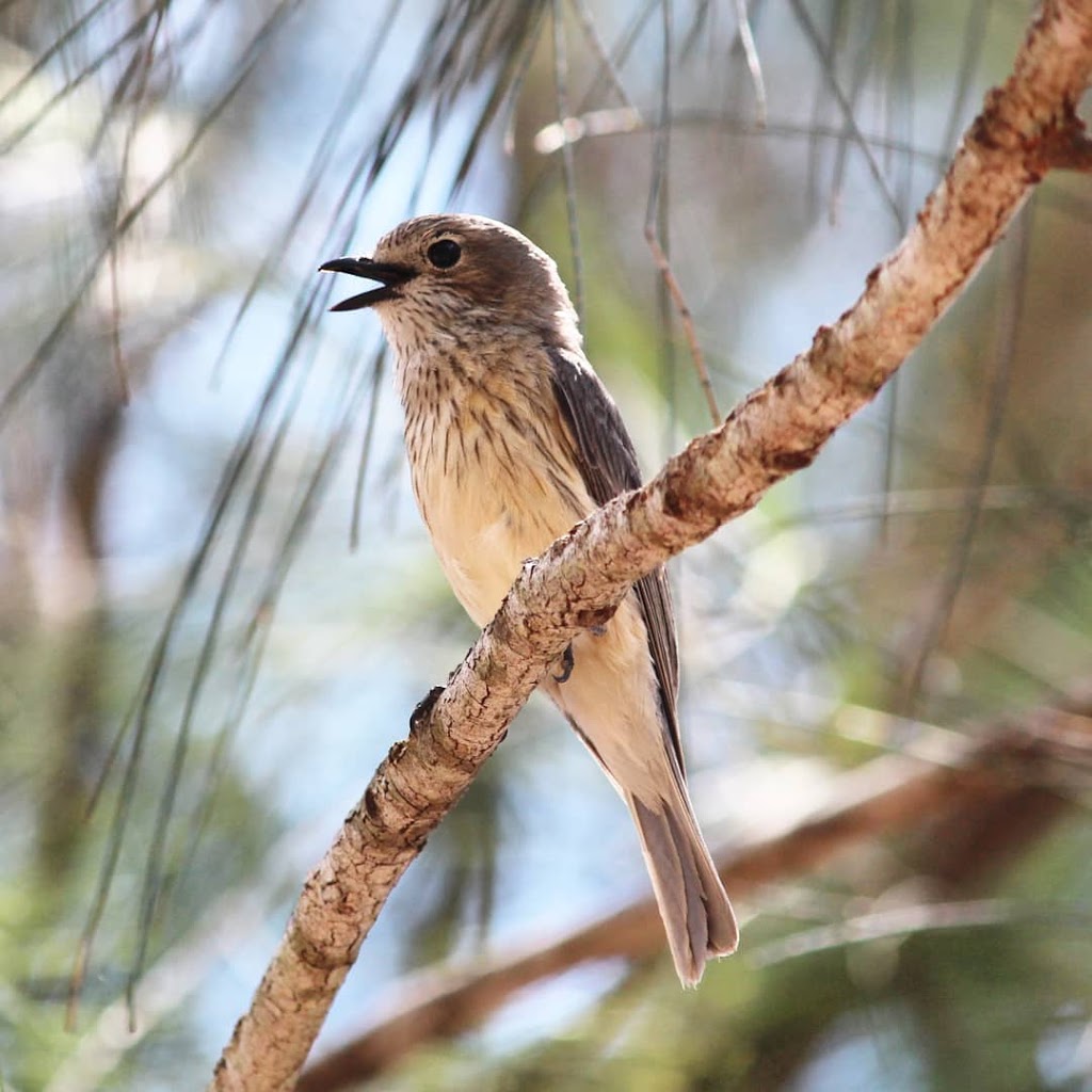 Coombabah Lakes Conservation Area | 474 Pine Ridge Rd, Coombabah QLD 4216, Australia