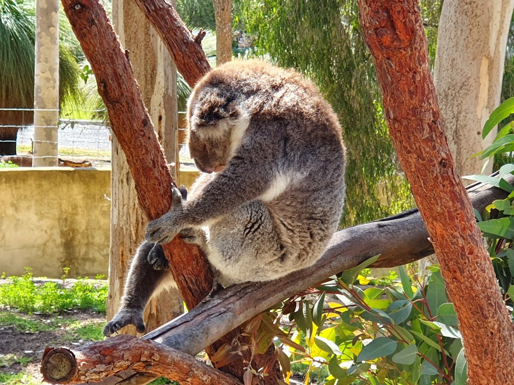 Yanchep Koala Boardwalk | tourist attraction | Yanchep WA 6035, Australia | 0893037759 OR +61 8 9303 7759