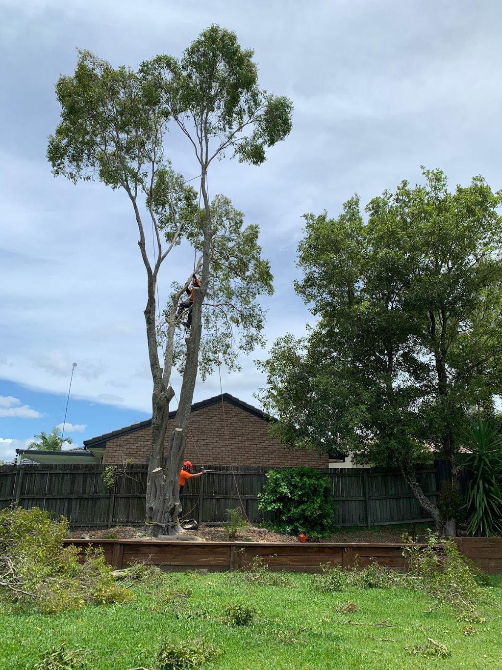 Sunny coast tree Contractors | 465 Eumundi Range Rd, Eumundi QLD 4562, Australia | Phone: 0422 936 005