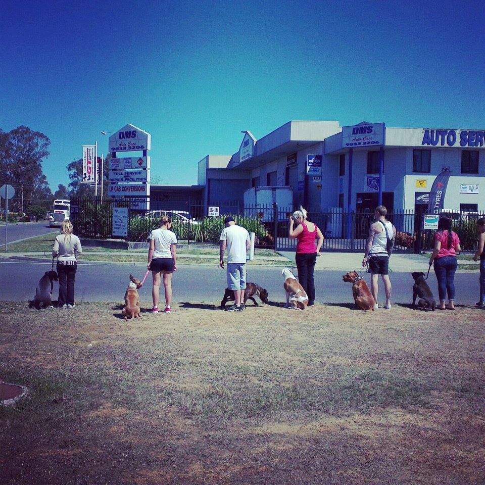 Canine Training Solutions | 57 Horseshoe Cct, St Clair NSW 2759, Australia | Phone: 0413 457 830