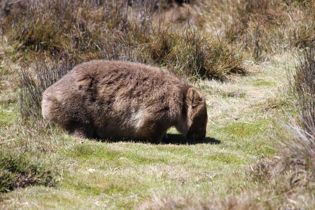 Ronny Creek Carpark | Dove Lake Rd, Cradle Mountain TAS 7306, Australia