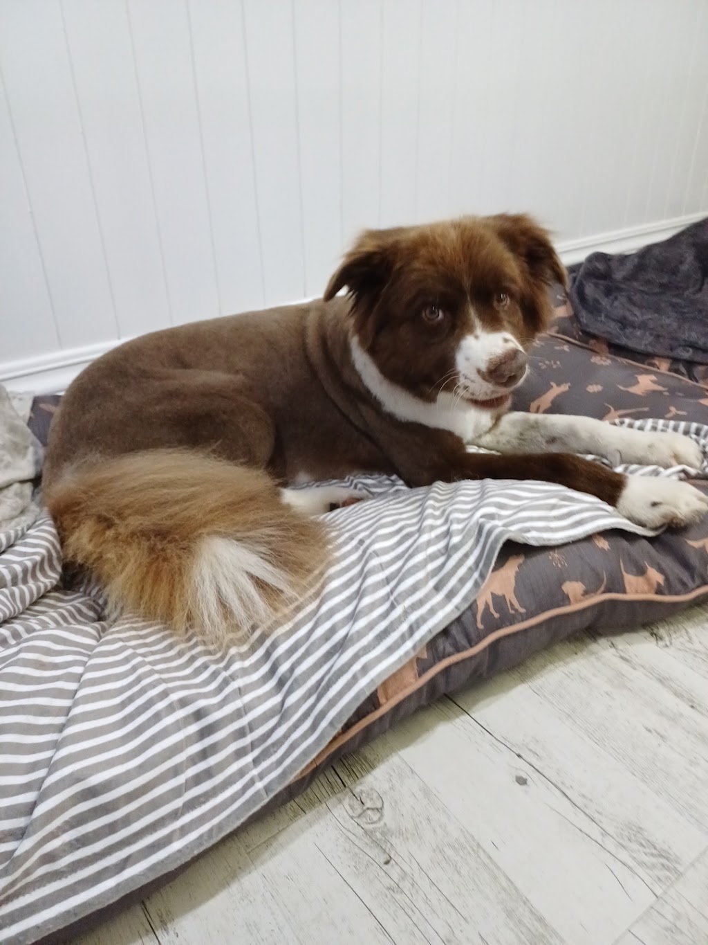 Big Dog Grooming | 169 Six Mile Creek Rd, Postmans Ridge QLD 4352, Australia | Phone: 0447 756 525