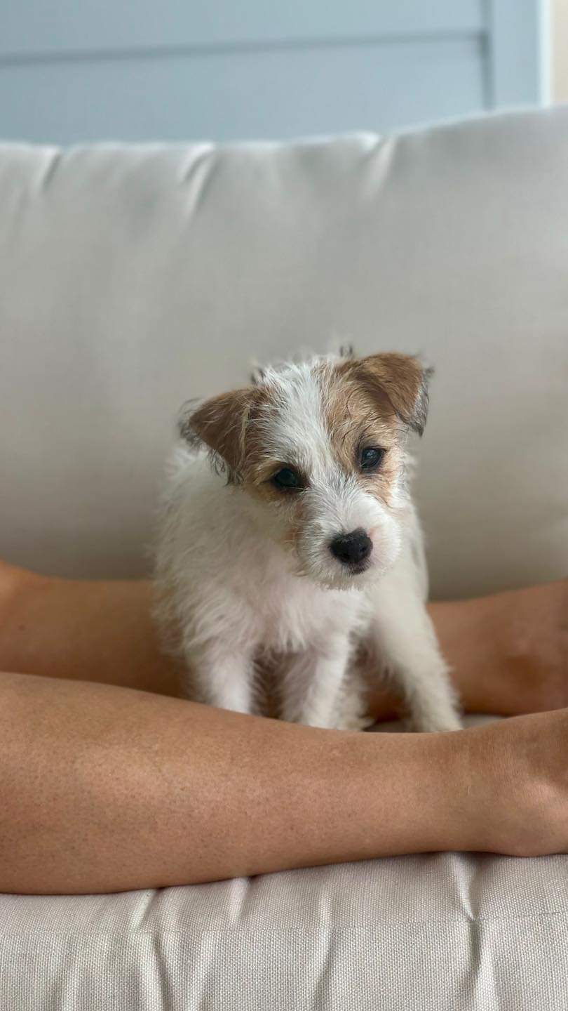 Jackford Jack Russell Terriers | Wheelbarrow Ridge Rd, Lower Portland NSW 2756, Australia | Phone: 0405 296 536