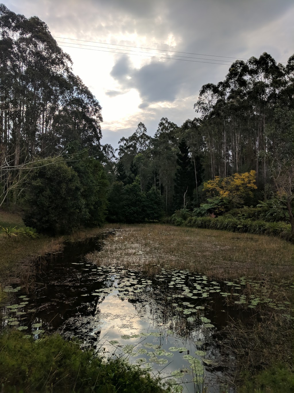 Lilypad Luxury Cabins | 241 Hydes Creek Rd, Bellingen NSW 2454, Australia | Phone: 0419 770 687