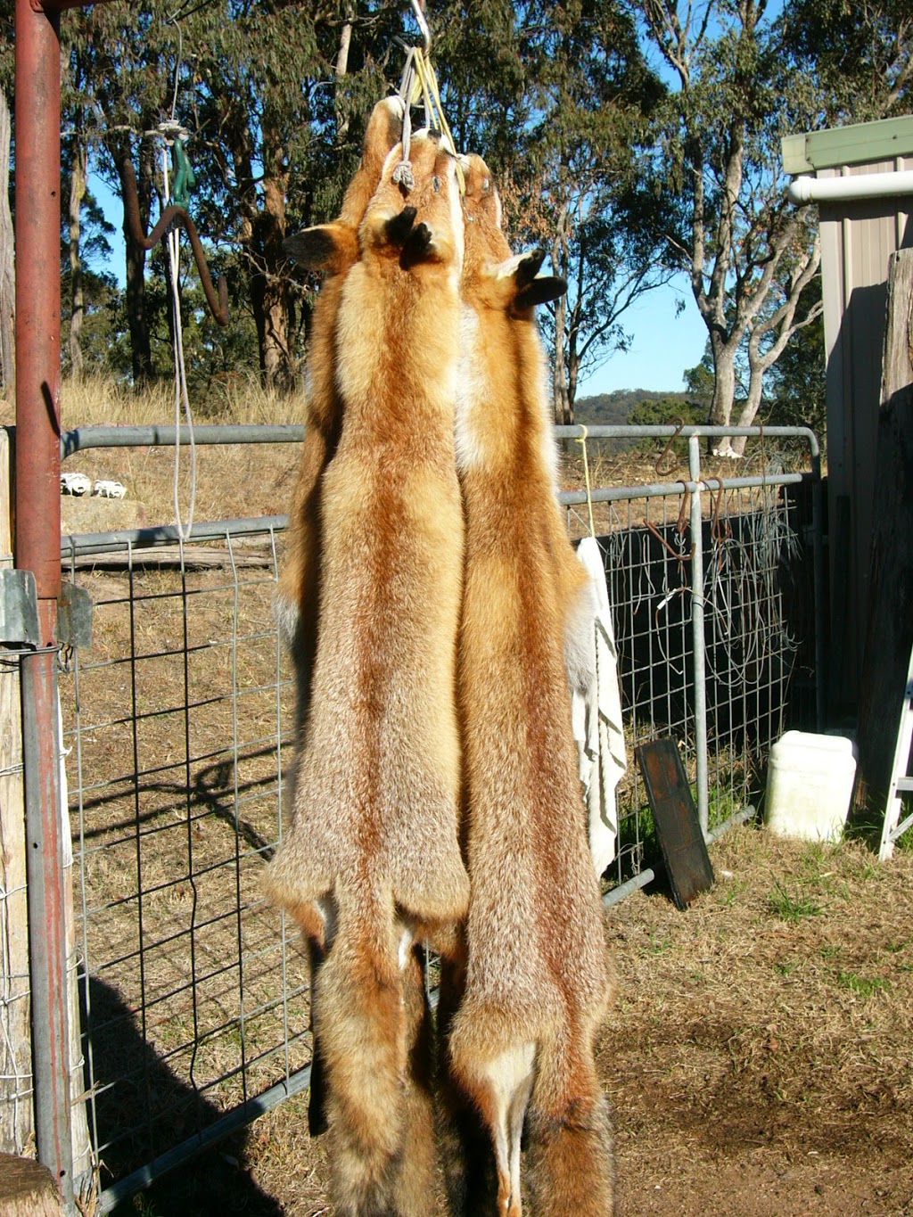 Red Fox Taxidermy | Sugarloaf Rd, Stanthorpe QLD 4380, Australia | Phone: 0438 176 169