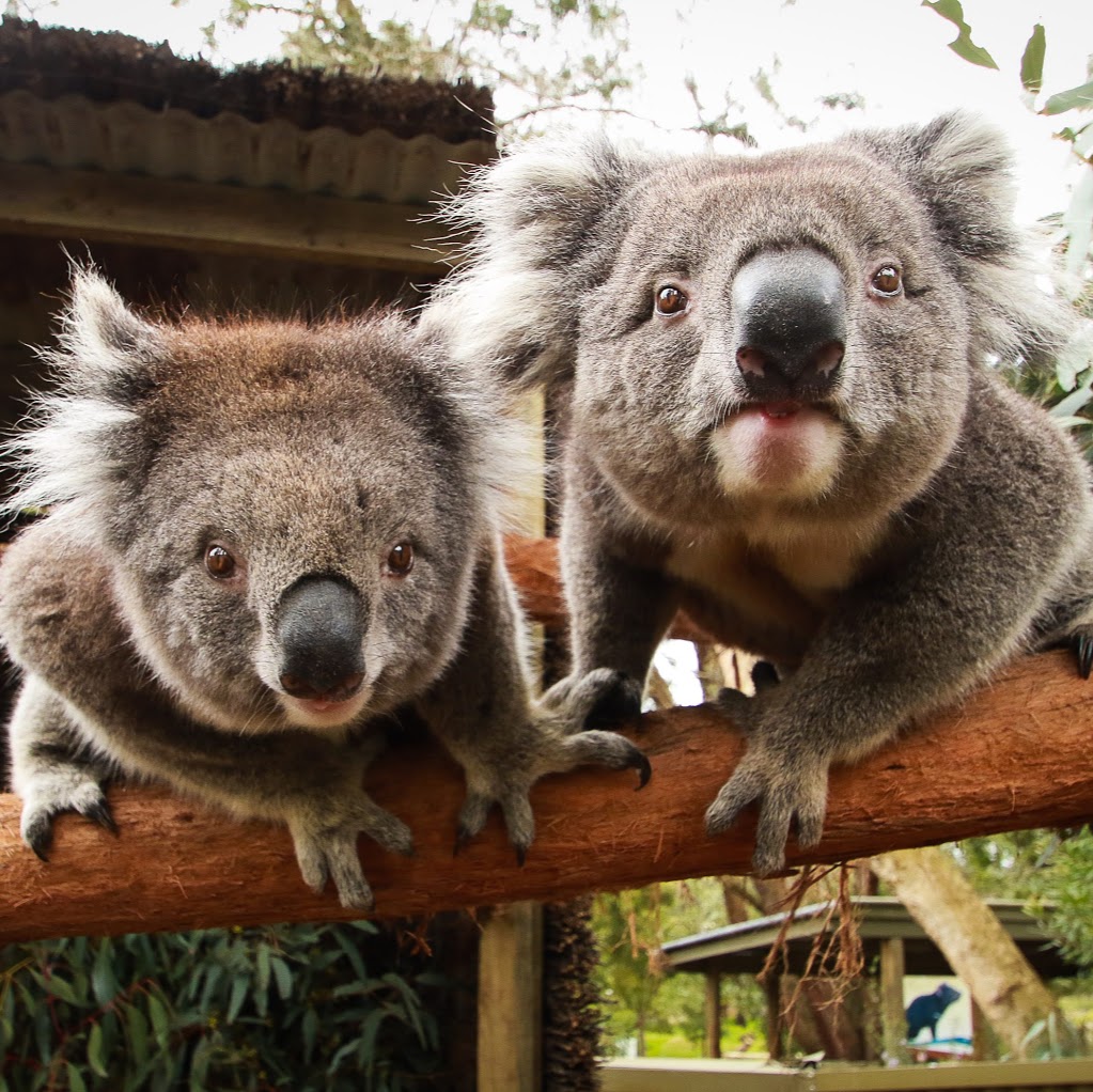 Ballarat Wildlife Park | zoo | 250 Fussell St, Ballarat East VIC 3350 (No entry on, Richards St), Ballarat East VIC 3350, Australia | 0353335933 OR +61 3 5333 5933